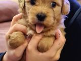 Maltipoo Yavrular