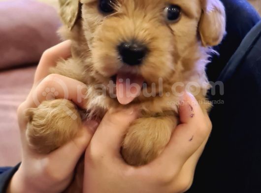 Maltipoo Yavrular görsel