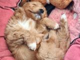 Maltipoo Yavrular