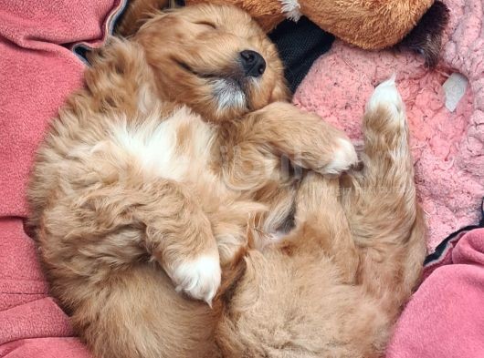 Maltipoo Yavrular