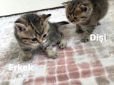 British Shorthair 1 Dişi Ve 1 Erkek Yavru