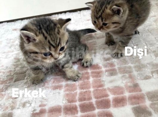 British Shorthair 1 Dişi Ve 1 Erkek Yavru görsel