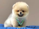 Safkan Teddy Face Pomeranian Boo Yavrularımız