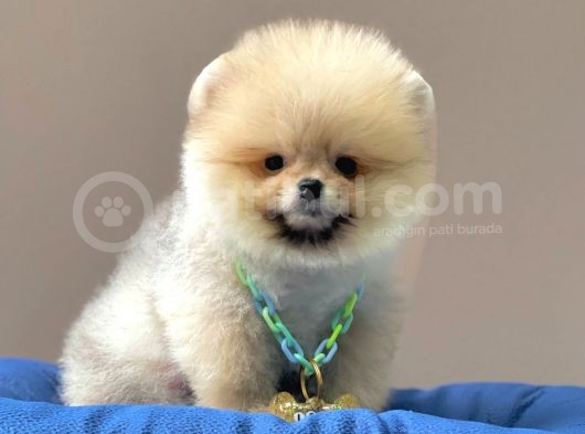 Safkan Teddy Face Pomeranian Boo Yavrularımız görsel