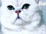 British Shorthair 1 Dişi Ve 1 Erkek Yavru