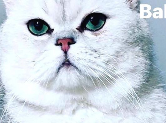 British Shorthair 1 Dişi Ve 1 Erkek Yavru görsel