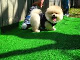 Aa Kalite Safkan  Pomeranian Oğlumuz
