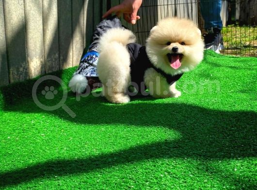 Aa Kalite Safkan  Pomeranian Oğlumuz görsel