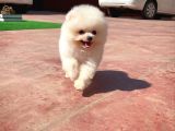Aa Kalite Safkan  Pomeranian Oğlumuz