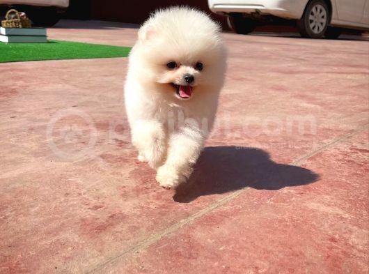 Aa Kalite Safkan  Pomeranian Oğlumuz görsel