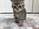 British Shorthair 1 Dişi Ve 1 Erkek Yavru
