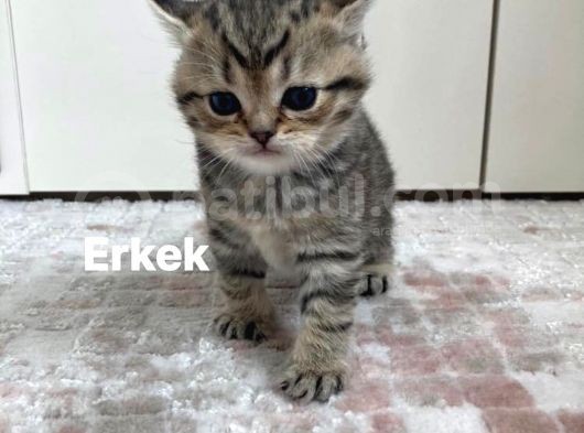 British Shorthair 1 Dişi Ve 1 Erkek Yavru görsel