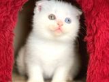 Pamuk Gibi Beyaz Scottish Fold Dişi Yavrumuz