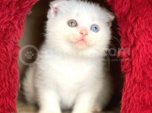 Pamuk Gibi Beyaz Scottish Fold Dişi Yavrumuz görsel