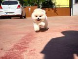 Aa Kalite Safkan  Pomeranian Oğlumuz