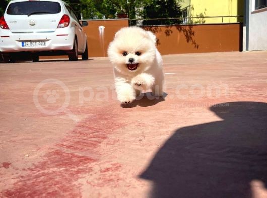 Aa Kalite Safkan  Pomeranian Oğlumuz görsel