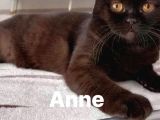 British shorthair 1 dişi ve 1 erkek yavru