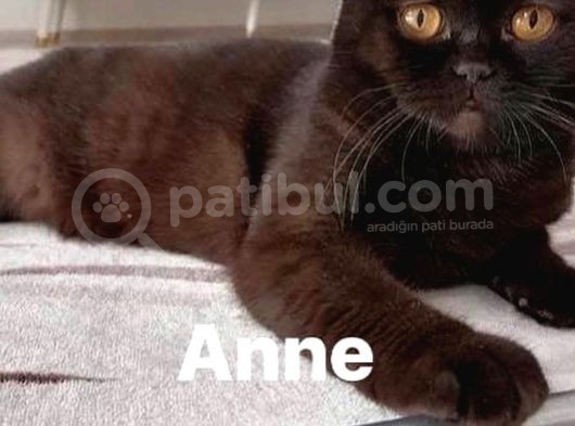 British Shorthair 1 Dişi Ve 1 Erkek Yavru
