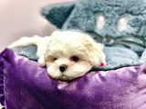 0 Numara Safkan Kore Maltese Di̇şi̇