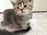 British Shorthair 1 Dişi Ve 1 Erkek Yavru