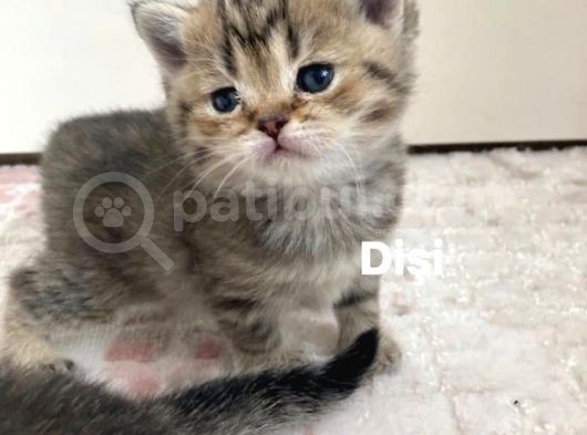 British Shorthair 1 Dişi Ve 1 Erkek Yavru görsel