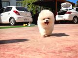 Aa Kalite Safkan  Pomeranian Oğlumuz