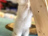 Pamuk Gibi Beyaz Scottish Fold Dişi Yavrumuz