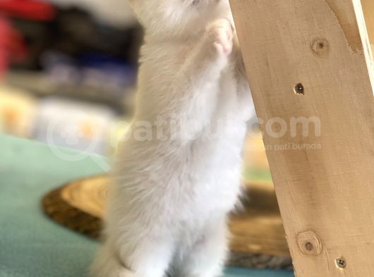 Pamuk Gibi Beyaz Scottish Fold Dişi Yavrumuz görsel