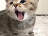 British Shorthair 1 Dişi Ve 1 Erkek Yavru