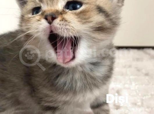 British Shorthair 1 Dişi Ve 1 Erkek Yavru görsel