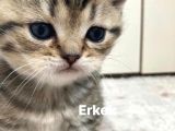 British Shorthair 1 Dişi Ve 1 Erkek Yavru