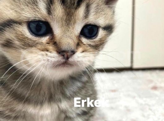 British Shorthair 1 Dişi Ve 1 Erkek Yavru görsel