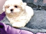 0 Numara Safkan Kore Maltese Di̇şi̇