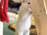 Pamuk Gibi Beyaz Scottish Fold Dişi Yavrumuz