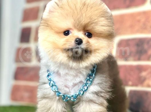 Safkan Teddy Face Pomeranian Boo Yavrularımız görsel