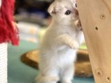 Pamuk Gibi Beyaz Scottish Fold Dişi Yavrumuz