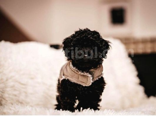 Si̇yah Poodle Yavrumuz