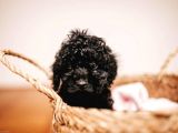 Si̇yah Poodle Yavrumuz