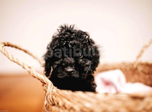 Si̇yah Poodle Yavrumuz görsel