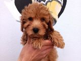 Red Toy Poodle Yavrumuz