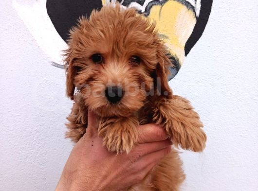 Red Toy Poodle Yavrumuz görsel