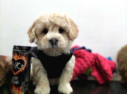 Safkan Maltipoo Yavrularimiz