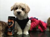 Safkan Maltipoo Yavrularimiz