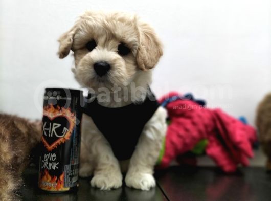Safkan Maltipoo Yavrularimiz görsel