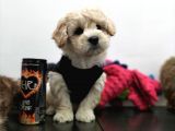 Safkan Maltipoo Yavrularimiz