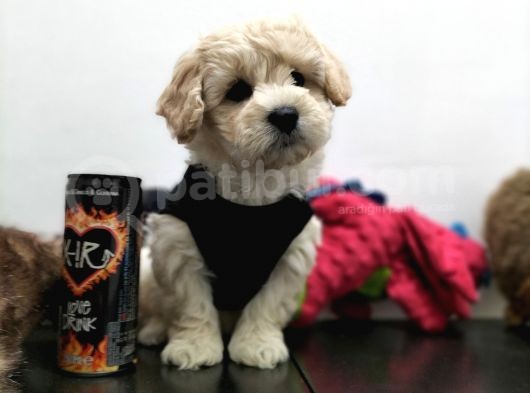 Safkan Maltipoo Yavrularimiz görsel