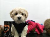 Safkan Maltipoo Yavrularimiz