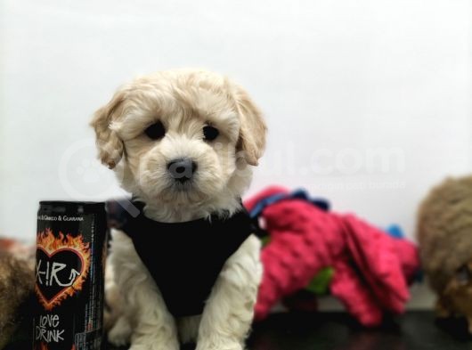 Safkan Maltipoo Yavrularimiz görsel