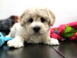 Safkan Maltipoo Yavrularimiz