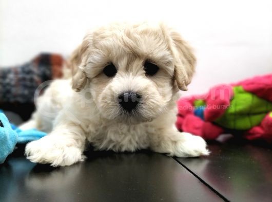 Safkan Maltipoo Yavrularimiz görsel